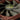 Akasa APACHE S-Flow Fan Blade PWM 120mm Case Fan - CamouflageAK-FN057-D